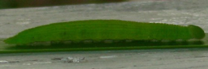Larvae